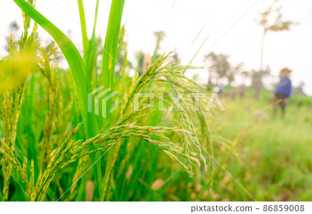 Selective focus on ear of rice on blur farmer and grass field. Green paddy field. Rice plantation. Organic rice farm in Asia. Rice price in the world market concept. Paddy field. Plant cultivation. 86859008