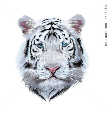 Stock Art Drawing of a Bengal Tiger