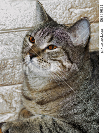 portrait of tabby chinchilla cat on the background of a brick wall 86859931