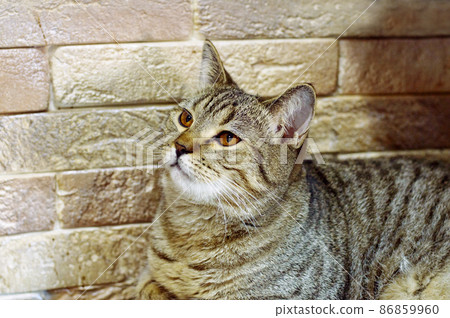 Tabi golden chinchilla Scottish cat on the background of a brick wall 86859960