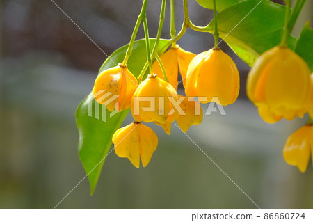 Fruit of Hizenema Yumi Fruit of Hizenema Yumi 86860724