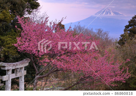 Koshimoda, Izu City, Shizuoka Prefecture Shimomuramishima Shrine in the down shrine Early-blooming Toi cherry blossoms blooming in the torii and Mt. Fuji dyed in the sunrise Koshimoda, Izu City, Shizuoka Prefecture Shimomuramishima Shrine in the down shrine Early-blooming Toi cherry blossoms blooming in the torii and Mt. Fuji dyed in the sunrise 86860818