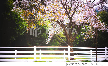 一個美麗的森林公園景觀,櫻花花瓣在春天的微風中飄揚,櫻花盛開 一個美麗的森林公園景觀,櫻花花瓣在春天的微風中飄揚,櫻花盛開 86861135