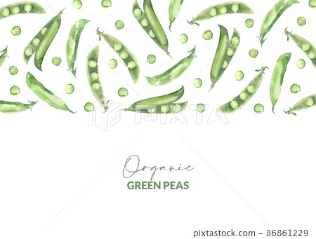 Watercolor pea pods. Illustrated organic food. Packaging design for menu, receipt, label and products. 86861229