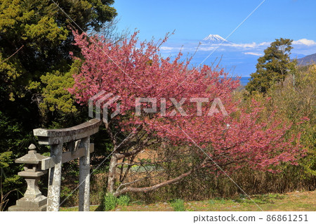 靜岡縣伊豆市小下田 下村神社 山下神社 鳥居門和世界遺產富士山上盛開的早花土肥櫻花 靜岡縣伊豆市小下田 下村神社 山下神社 鳥居門和世界遺產富士山上盛開的早花土肥櫻花 86861251