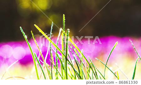 On a warm spring day, green grass and flowers, shining water drops and beautiful nature 86861330