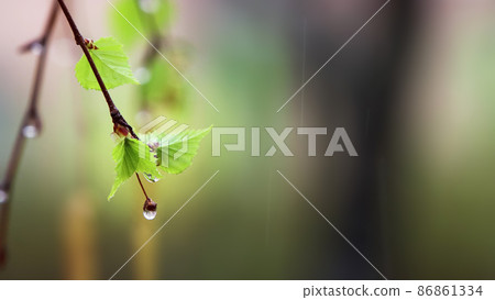 Fresh spring rain and raindrops falling on the buds of green leaves on a warm spring day 86861334