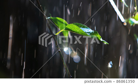 Fresh showers and sparkling raindrops falling on green leaves 86861350