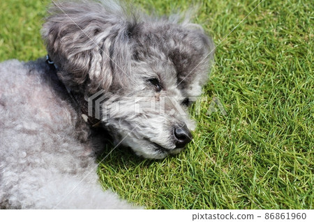 A toy poodle with an expression that seems to lie down on the grass and fall asleep 86861960