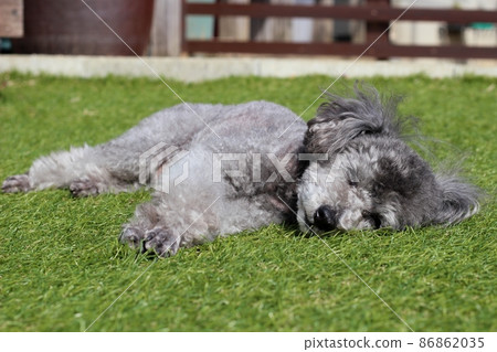一隻玩具貴賓犬，表情似乎躺在草地上睡著了 86862035