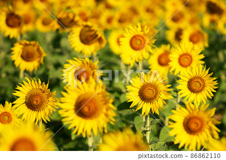 sunflower yellow and orange colorful in blossom season of sunflower during summer in country farm, field for organic seed crop and harvest from sunflower oil agriculture sunflower yellow and orange colorful in blossom season of sunflower during summer in country farm, field for organic seed crop and harvest from sunflower oil agriculture 86862110