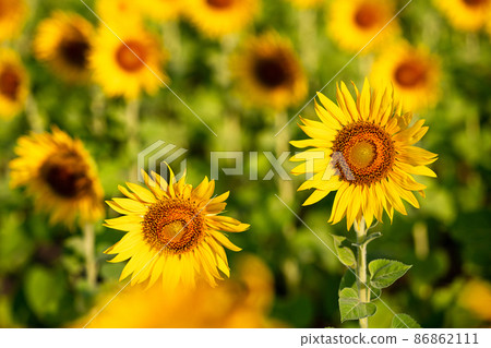sunflower yellow and orange colorful in blossom season of sunflower during summer in country farm, field for organic seed crop and harvest from sunflower oil agriculture sunflower yellow and orange colorful in blossom season of sunflower during summer in country farm, field for organic seed crop and harvest from sunflower oil agriculture 86862111