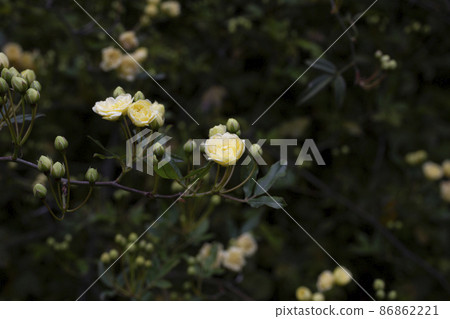 low key, yellow roses on a dark emerald background Lady Banks rose, just Banks rose or Rosa banksiae, April, spring 86862221