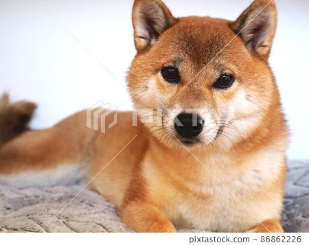 Shiba Inu sits Shiba Inu sits 86862226