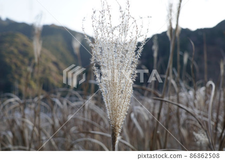 Miscanthus 86862508