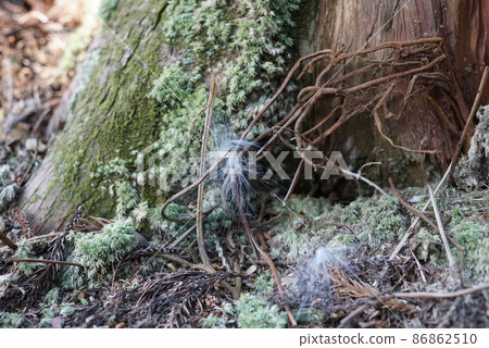 Quesaran Pasarang 86862510