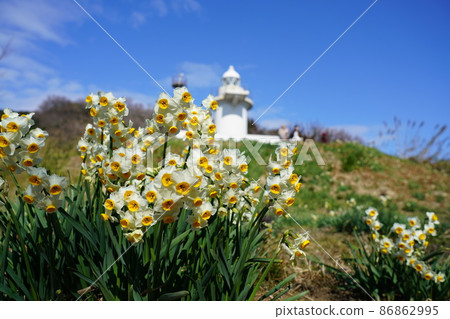 岡山縣最南端的茂島盛開的茂島和岡山縣最古老的燈塔26號茂島燈塔，岡山縣笠岡市 86862995