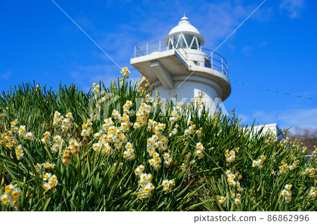 Mushima blooming in Mushima, the southernmost tip of Okayama Prefecture, and Mushima Lighthouse 27, the oldest lighthouse in Okayama Prefecture, Kasaoka City, Okayama Prefecture 86862996