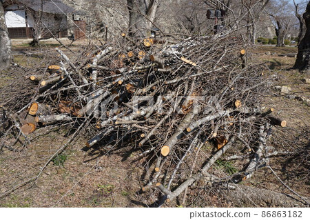 Accumulation status after tree felling (park management) Accumulation status after tree felling (park management) 86863182