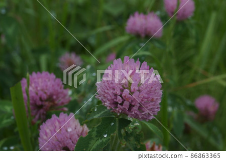 Red clover Red clover 86863365