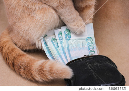 red cat touching Russian banknotes worth 1000 rubles 86863585
