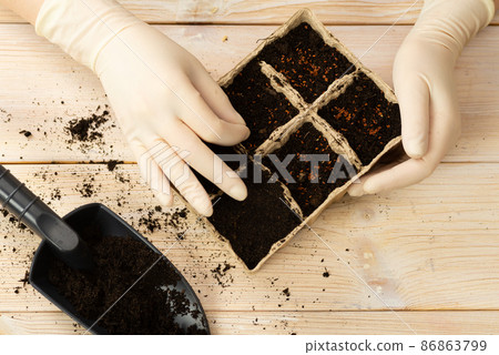 A woman is planting vegetable seeds in peat pots. Growing plant seedlings in pots. Home hobby A woman is planting vegetable seeds in peat pots. Growing plant seedlings in pots. Home hobby 86863799