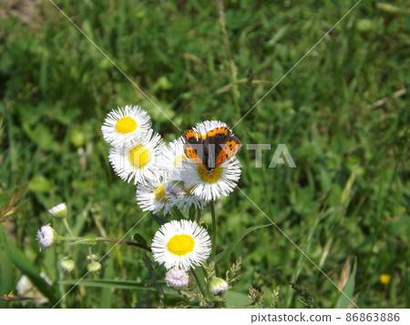 Bernicimi吮吸Haldion的花蜜 86863886