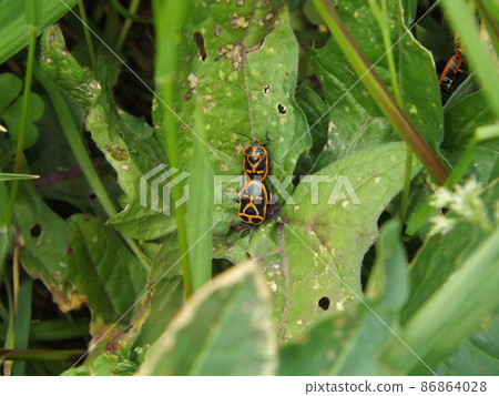 Eurydema rugosa during mating 86864028