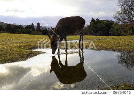Deer from Nara Park Deer from Nara Park 86864046