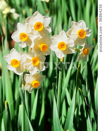 Early spring flowers Japanese daffodils 86864256
