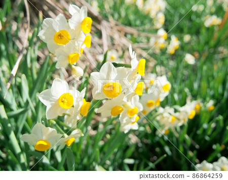 Flower that heralds spring Japanese daffodils 86864259