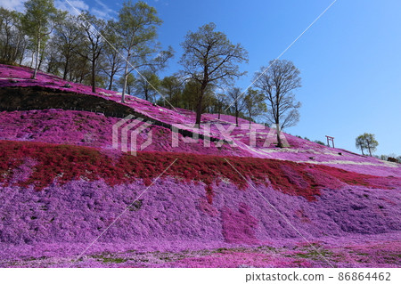 北海道大空町東本琴芝櫻公園 86864462