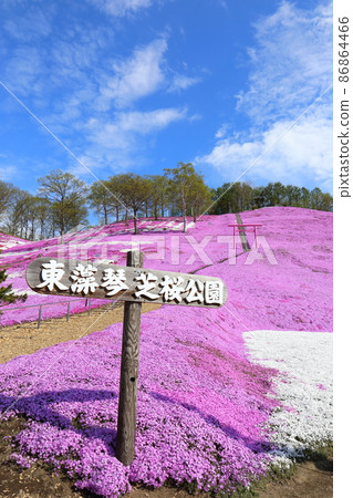 Hokkaido Ozora Town Higashimokoto Shibazakura Park 86864466