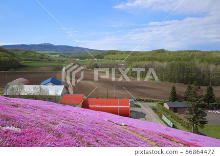 Hokkaido Ozora Town Higashimokoto Shibazakura Park 86864472