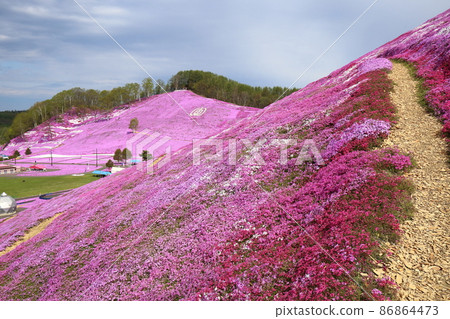 Hokkaido Ozora Town Higashimokoto Shibazakura Park 86864473