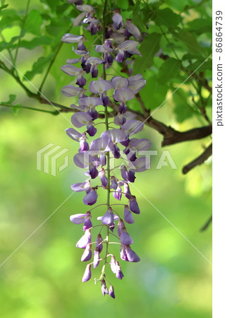 Feminine flowers 86864739