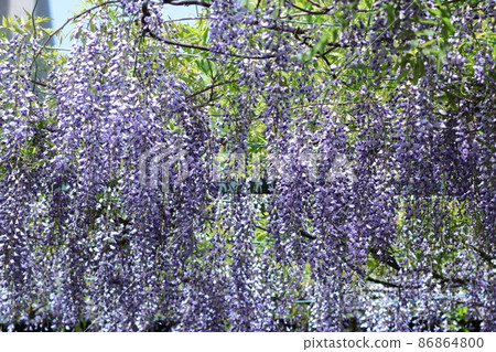 女性花 女性花 86864800