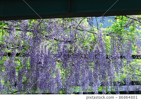 女性花 女性花 86864801