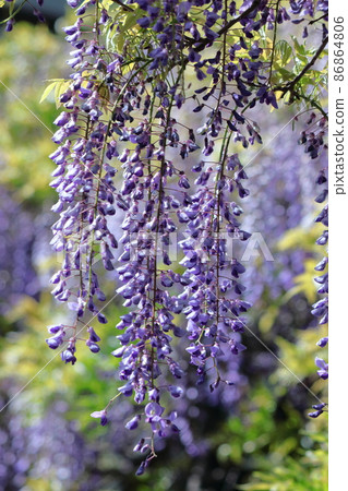 Feminine flowers 86864806