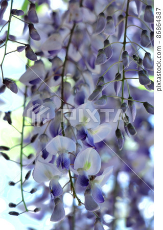 女性花 女性花 86864887