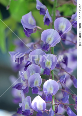 女性花 86864962