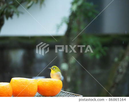 A cute white-eye eats Iyokan, which is bigger than herself, in the cold and light rain. A cute white-eye eats Iyokan, which is bigger than herself, in the cold and light rain. 86865164