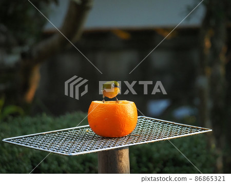 A cute white-eye eats Iyokan while it rains lightly A cute white-eye eats Iyokan while it rains lightly 86865321