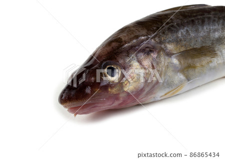 Saffron cod Saffron cod 86865434