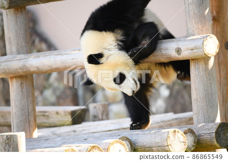 Baby panda playing on the slide 86865549