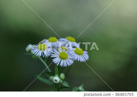 在路邊綻放 86865705