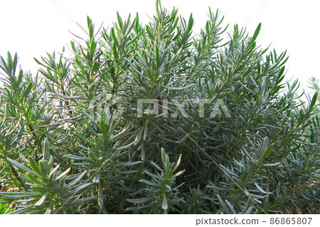 Rosemary leaf landscape 86865807
