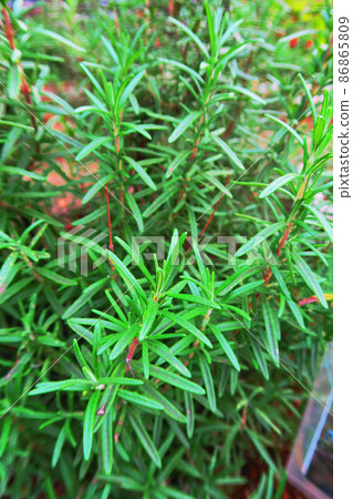 Rosemary leaf landscape 86865809