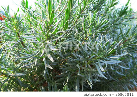 Rosemary leaf landscape 86865811