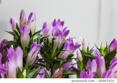 一朵花的生命很短暫，這是一次千載難逢的相遇 86865920